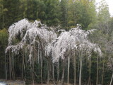 DSCN5007