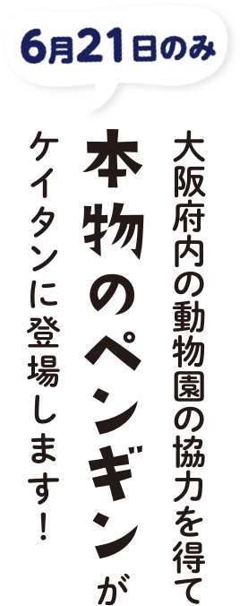 本物のペンギン